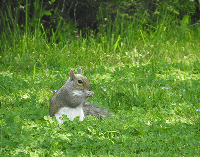 Unedited Squirrel