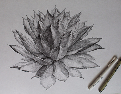 Agave: botanical drawings