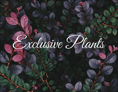 Интернет-магазин экзотических растений