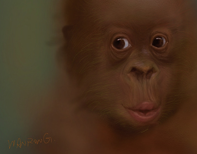 Portrait of Endangered Animals(1)-Orangutan