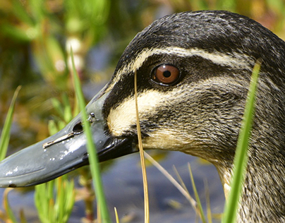 Ducks - Seaford Edithvale Wetlands, Victoria