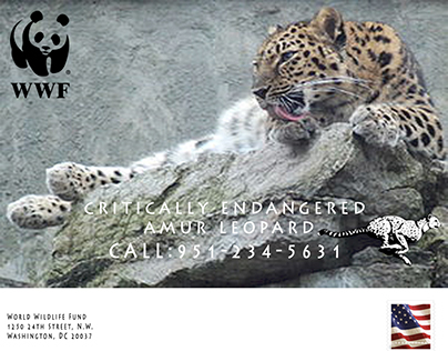 The critically endangered Amur Leopard.