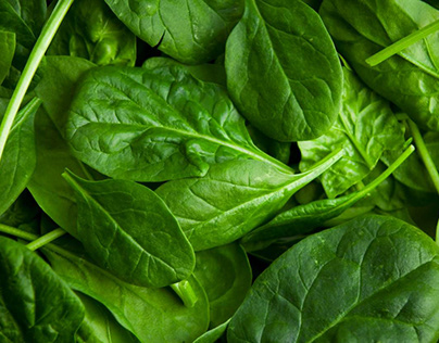 Consume Green and Healthy Lettuce and rid for Health
