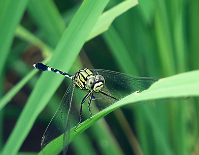 dragonflies perch on the grass