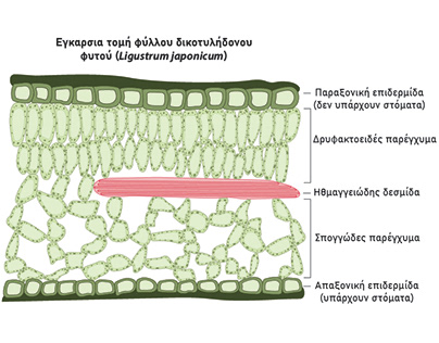 Plant Anatomy: Cross sections of leaves