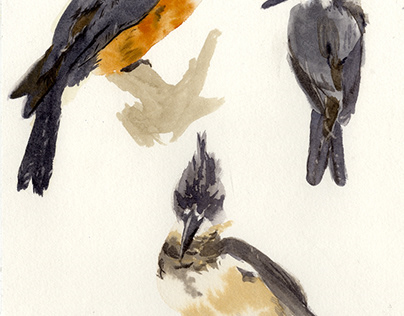 Belted Kingfisher studies