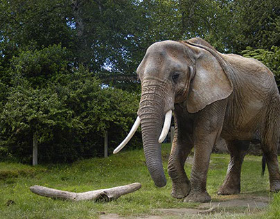 Elephants in Zoos