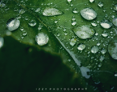 Rain droplets on a leaf