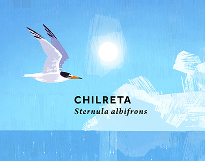 SPEA / CHILRETA (Sternula albifrons)