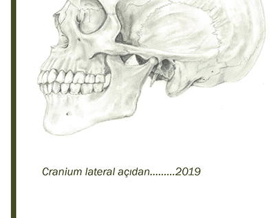 cranium lateral plandan