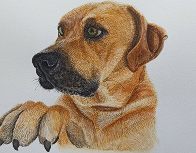 Dog in watercolor