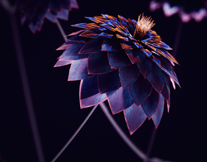 Flower Series | CGI Wallpapers