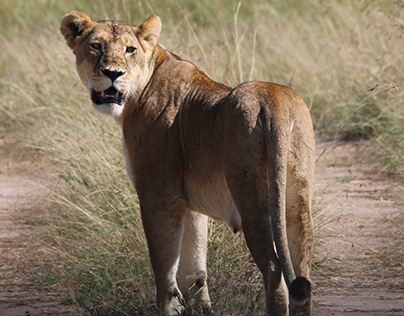 Wildlife Photography in Masai Mara, Kenya