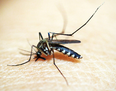 How do I get rid of mosquitoes in my house?