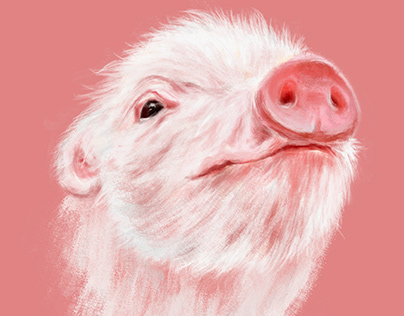 Year of the Pig Red Packet of kaola on Behance