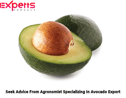 Seek Advice From Agronomist Specializing In Avocado