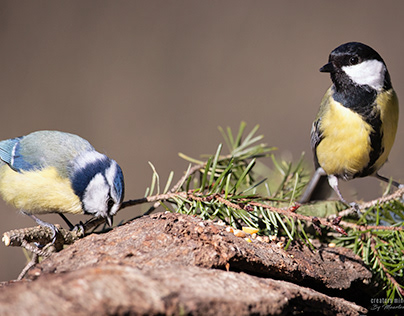 Blue Tit and Great Tit