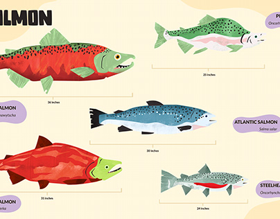 Project thumbnail - Salmon Infographic