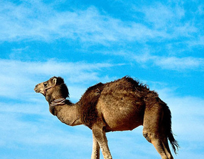 Camel solar Web banners design