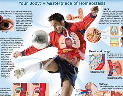 Human Body Homeostasis