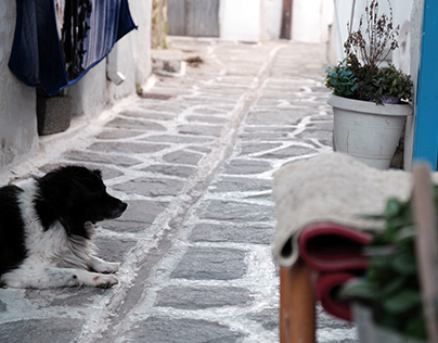 Grèce: Le chien veille devant la demeure du maître