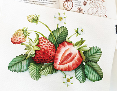 Fruit & Veggies - Watercolor food illustration