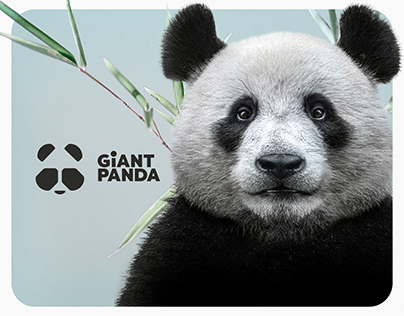 Giant Panda Branding and UX/UI Design