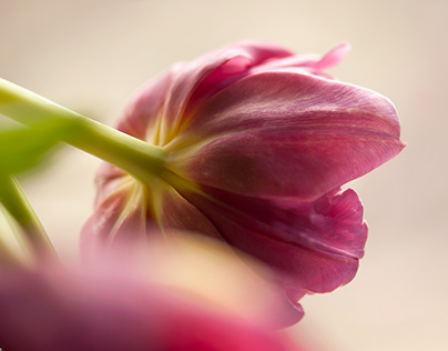 Pink Tulip Study
