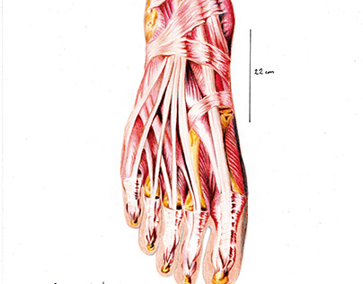 Anatomía del cuerpo humano