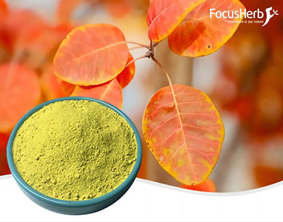 How Plant Extract Powder Can Transform Your Health?