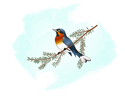 Spectacled monarch | Illustration