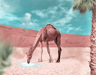 Thirsty Camel
