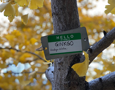 Neighbors II: Meet your local street trees
