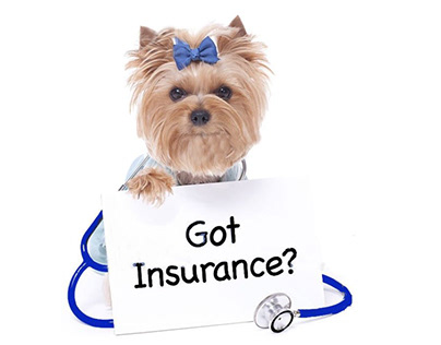 Can I Use My Insurance For My Dog?
