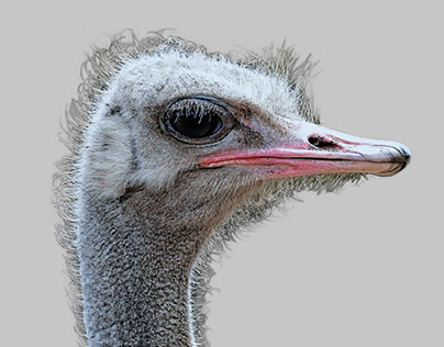 Infografía avestruz