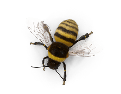 Modelling Texturing the bee