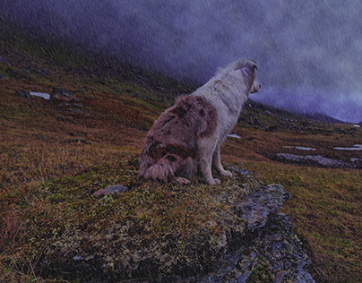 "Rainy Day in The Mountains" Dog Photo Edit