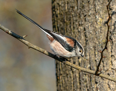 Tailed tit