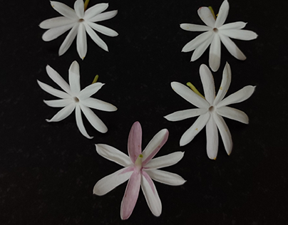 Star Jasmine (Kunda flowers)