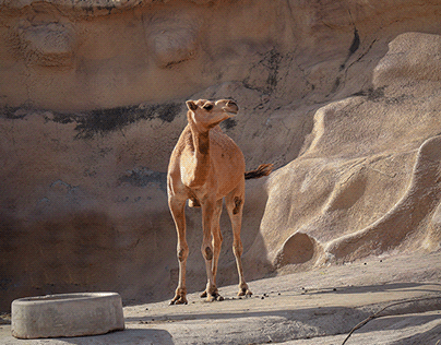 lonesome camel