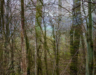 Wald-Sichten II