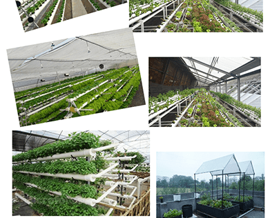 Best Hydroponics Farm Setup in India | Royal greenhouse