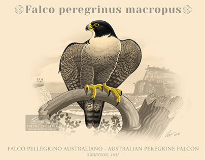 Australian Peregrine Falcon | Illustration