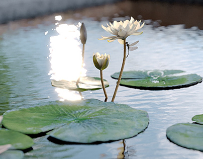 CGI - Lotus Pond