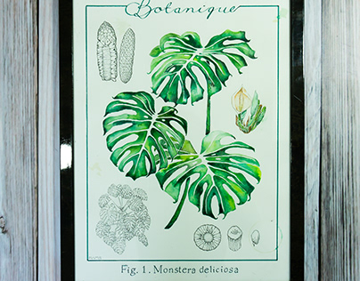 Monstera delicioza - Botanical illustration