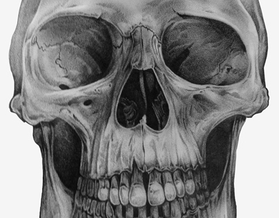 Pencil Sketch of a Skull