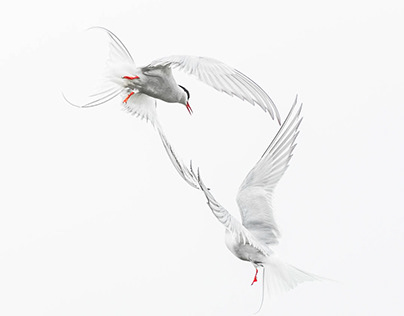 Sternes arctiques / Arctic Tern