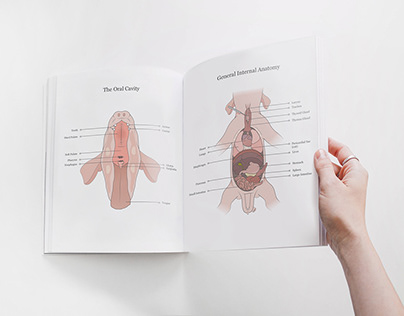 Fetal Pig Dissection Manual
