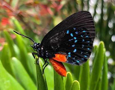 Atala Butterfly with Coontie | Dr. Colin Knight