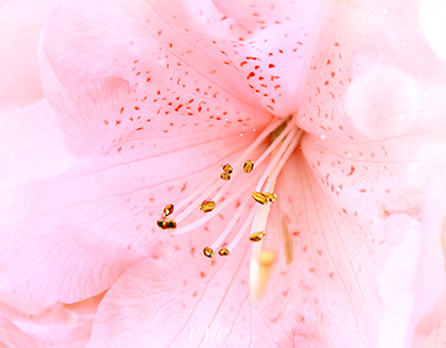 Rhododendron • Różanecznik